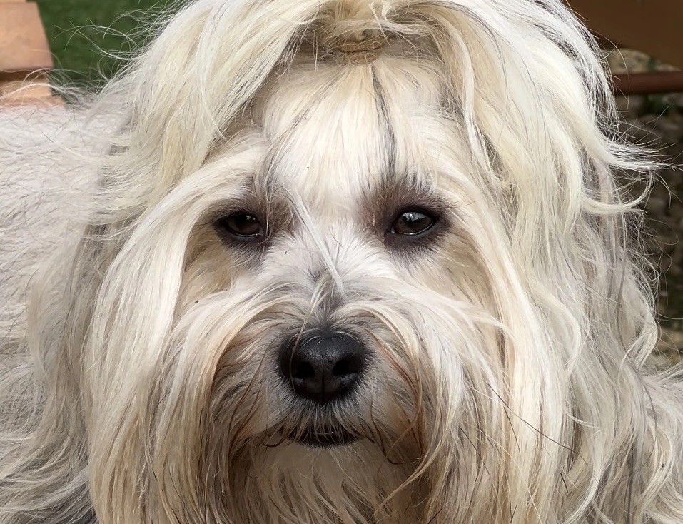 Shaggy Du Buisson De La Passée
