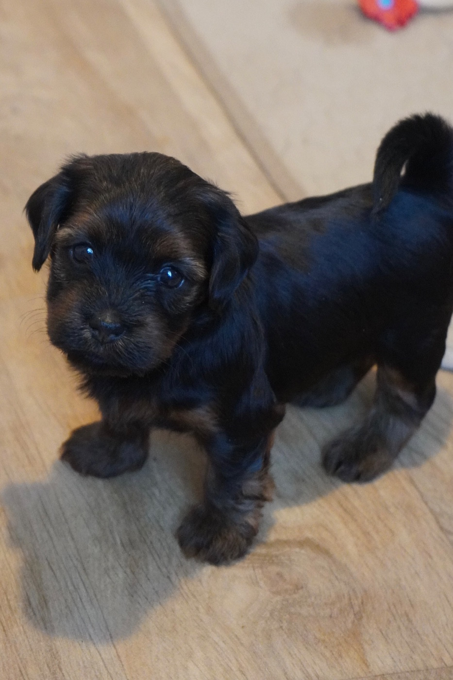 Des Reflets Du Pays Des Sources - Chiots disponibles - Bichon Havanais