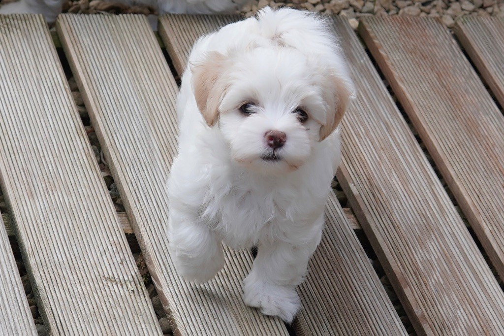 Des Reflets Du Pays Des Sources - Chiots disponibles - Bichon Havanais