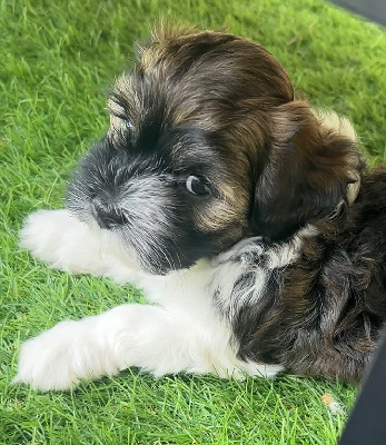Anton