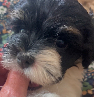 Adorable Paulette